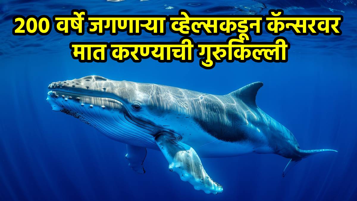 Whales Teach Us About Cancer