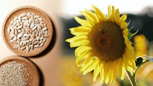 sunflower seeds for gut health and stress relief