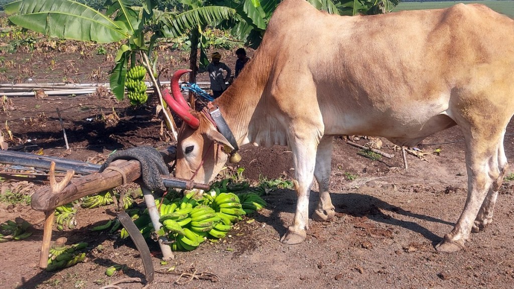 banana production cost jalgaon, banana market price crisis, banana farming challenges india, banana farmer compensation delay, natural disaster impact on banana crop, banana price support policy, banana storage facilities, banana export prices india, jalgaon banana farmers crisis, fair price for banana farmers, केळी दर बाजारभाव, केळी उत्पादन खर्च,