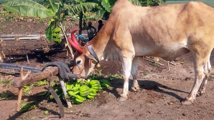 banana production cost jalgaon, banana market price crisis, banana farming challenges india, banana farmer compensation delay, natural disaster impact on banana crop, banana price support policy, banana storage facilities, banana export prices india, jalgaon banana farmers crisis, fair price for banana farmers, केळी दर बाजारभाव, केळी उत्पादन खर्च,