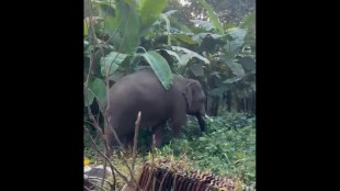 Wildlife Friends Demand Omkar Elephant Rescue Action Sawantwadi Dodamarg orest Department Delay