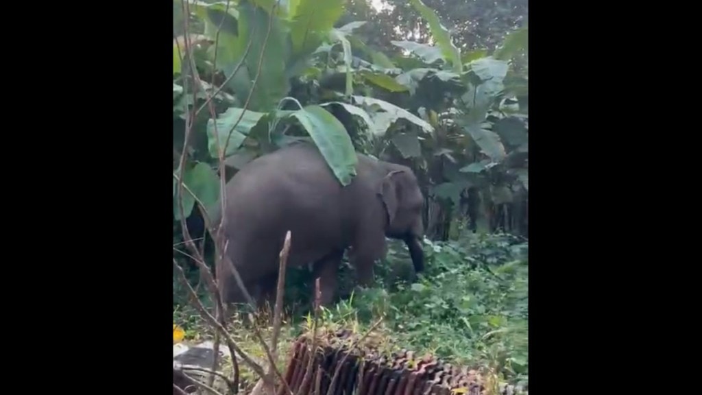 Wildlife Friends Demand Omkar Elephant Rescue Action Sawantwadi Dodamarg orest Department Delay Wildlife Friends Demand Omkar Elephant Rescue Action Sawantwadi Dodamarg orest Department Delay