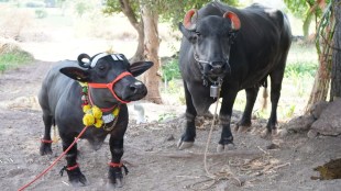 Worlds Shortest Radha Buffalo Guinness Record Satara Trimback Borate Aniket Agricultural Maharashtra