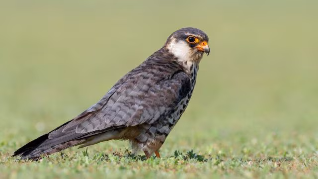 amur-falcon