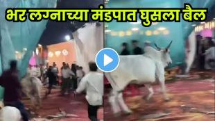 Bull crashes the wedding! Guests run in panic while the video goes viral