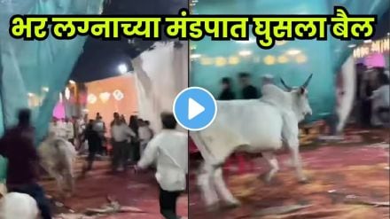 Bull crashes the wedding! Guests run in panic while the video goes viral