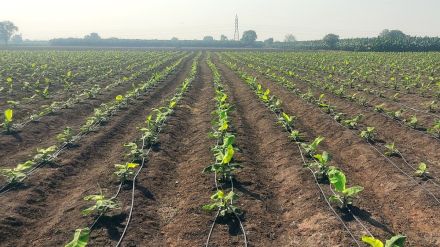 banana cultivation area decreases in jalgaon as farmers face cost and price uncertainty