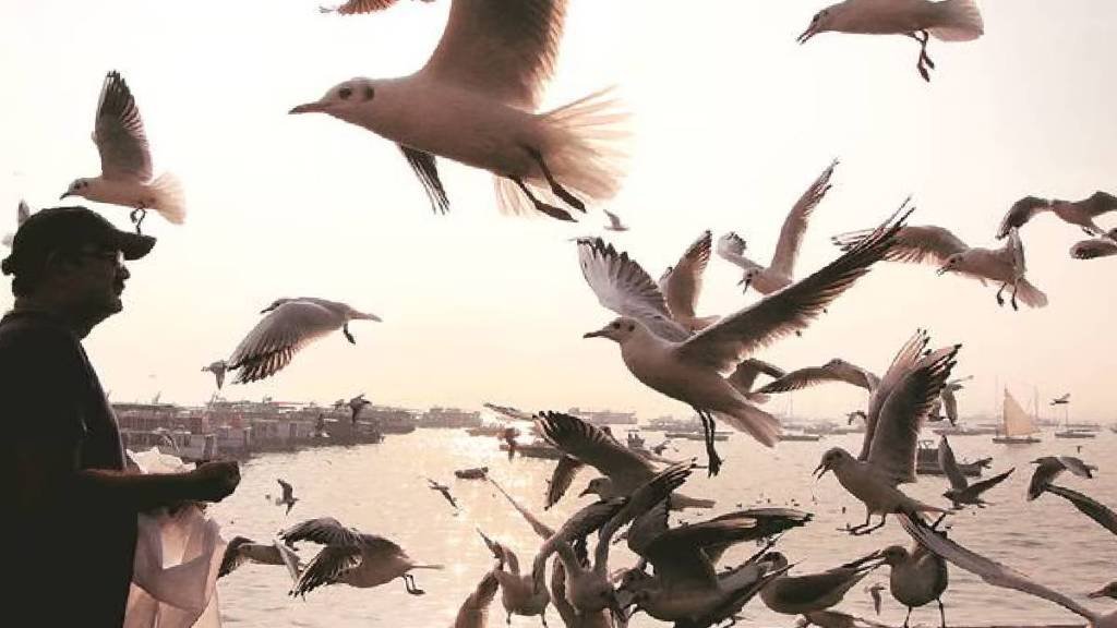 Climate change disrupts migratory birds thane news Climate change disrupts migratory birds thane news