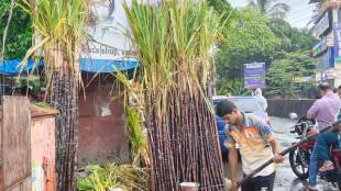 special demand for black sugarcane from Kolhapur Solapur in Vasai Virar for Tulsi marriages