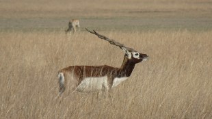 peacock deaths Belgaum, Kittur Rani Chennamma Zoo infection, Karnataka zoo bacterial outbreak, animal infection investigation,