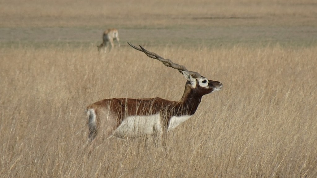 peacock deaths Belgaum, Kittur Rani Chennamma Zoo infection, Karnataka zoo bacterial outbreak, animal infection investigation, peacock deaths Belgaum, Kittur Rani Chennamma Zoo infection, Karnataka zoo bacterial outbreak, animal infection investigation,
