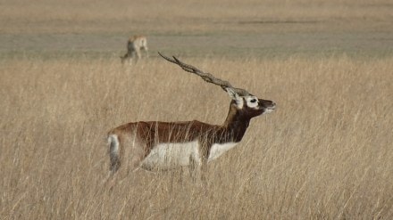 peacock deaths Belgaum, Kittur Rani Chennamma Zoo infection, Karnataka zoo bacterial outbreak, animal infection investigation,