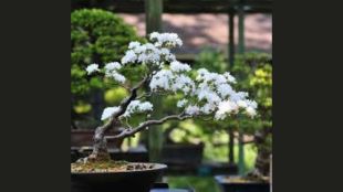 living art of bonsai shaping miniature trees with natures grace and patience