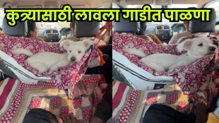 Dog enjoying a cozy swing during the road trip.