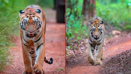 Migration of tigresses 'Chanda' and 'Chandani' in the midst of controversy Migration of tigresses 'Chanda' and 'Chandani' in the midst of controversy