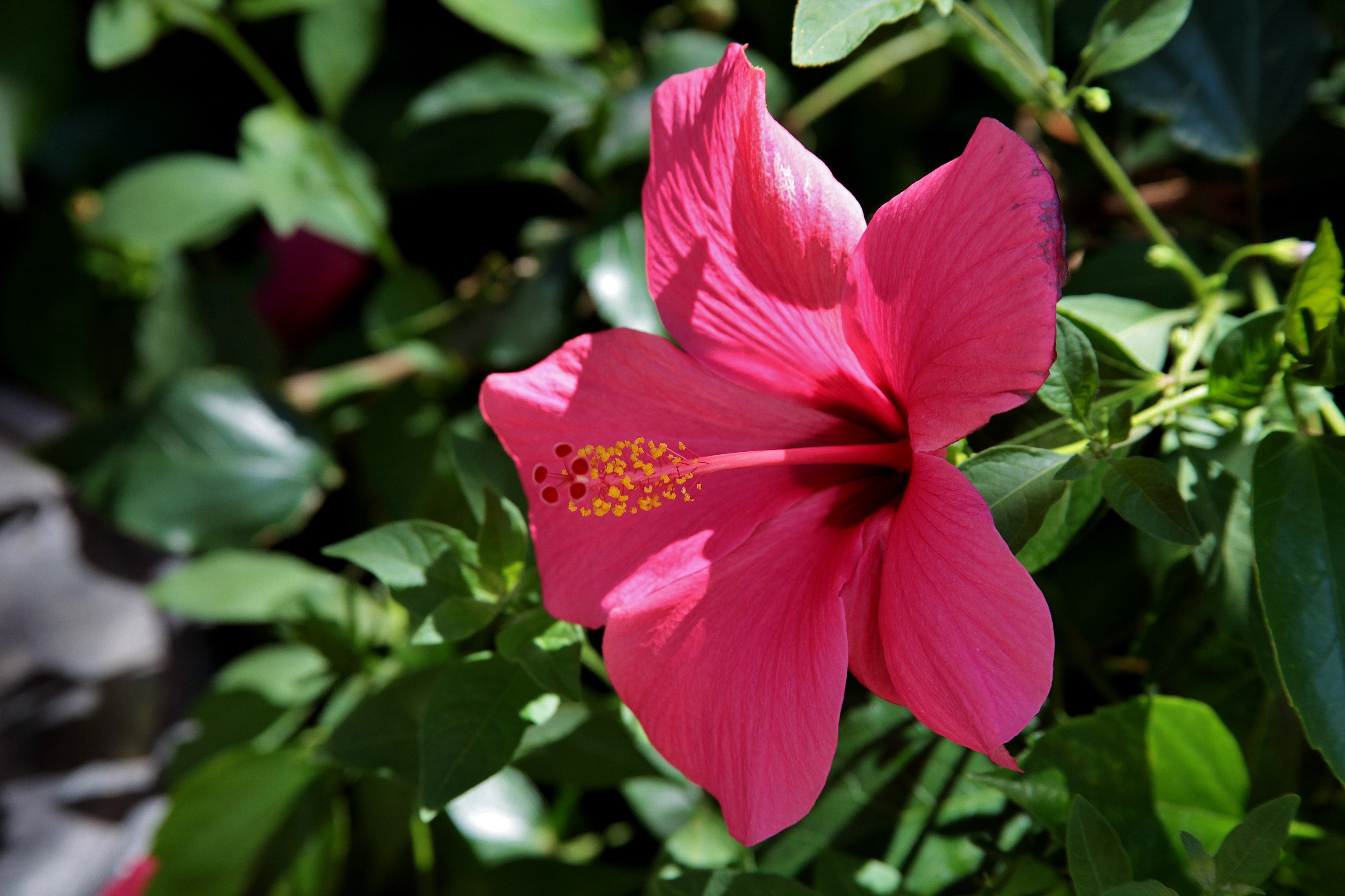 Hibiscus-infused almond oil for strong and shiny hair