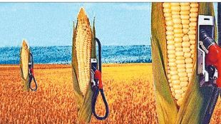 marathi article on corn ethanol and global hunger debate what history warns today explained