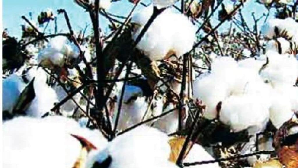 cotton farmers protest against cci purchase limit and moisture condition in maharashtra