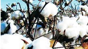 cotton farmers protest against cci purchase limit and moisture condition in maharashtra