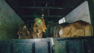 police attacked by cow smugglers