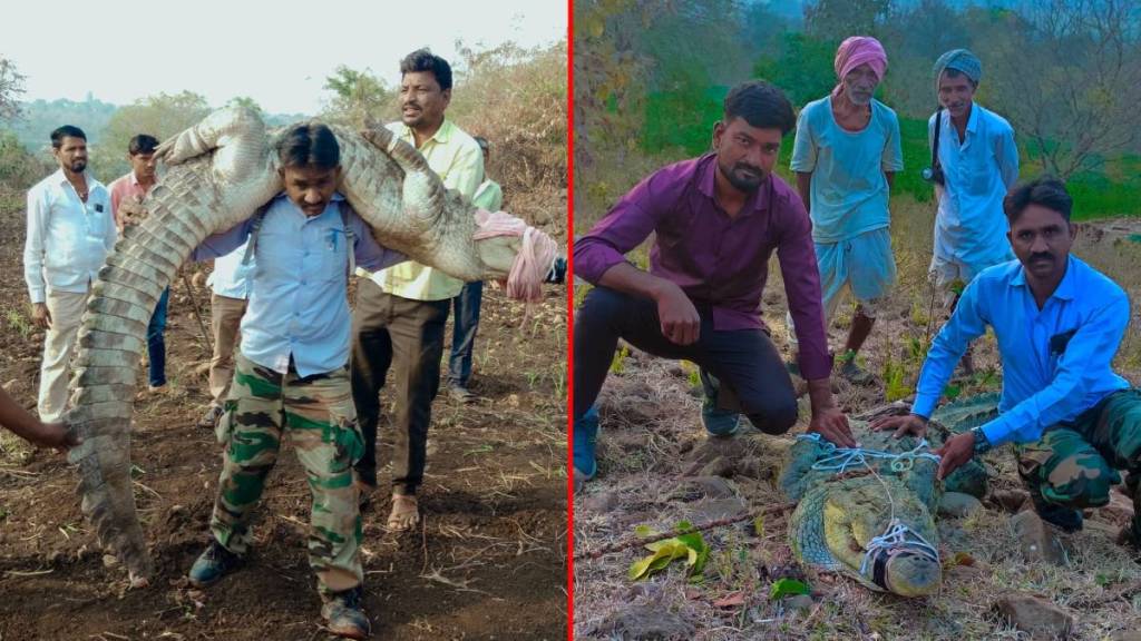 170 kg giant crocodile jailed in Kendrewadi 170 kg giant crocodile jailed in Kendrewadi