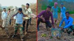 अहमदपूरला मगरघाटचे महत्त्व; परिसरात पाच वर्षात दहा महाकाय मगरी आढळल्या