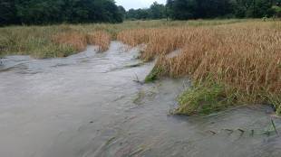 ​Unseasonal rains cause major damage to agriculture in Sindhudurg