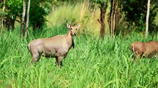 Coverage of damage caused by wild animals in the crop insurance scheme