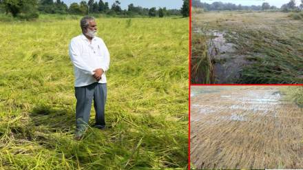 Huge loss to paddy crops including rabi crops; Farmers in distress in Palghar Huge loss to paddy crops including rabi crops; Farmers in distress in Palghar