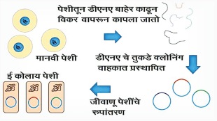 DNA library, DNA fragments, DNA Library, Genome, Nucleotides, डीएनए लायब्ररी, जिनोम, न्युक्लिओटाइड्स,