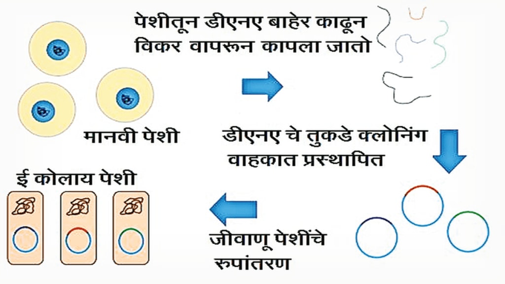 DNA library, DNA fragments, DNA Library, Genome, Nucleotides, डीएनए लायब्ररी, जिनोम, न्युक्लिओटाइड्स, DNA library, DNA fragments, DNA Library, Genome, Nucleotides, डीएनए लायब्ररी, जिनोम, न्युक्लिओटाइड्स,