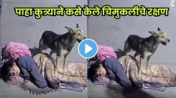 पैसा नसला तरी प्रेम आहे! रस्त्यावर झोपलेल्या चिमुकलीसाठी कुत्र्यानं दाखवली खरी माणुसकी ; VIDEO पाहून डोळे पाणवतील