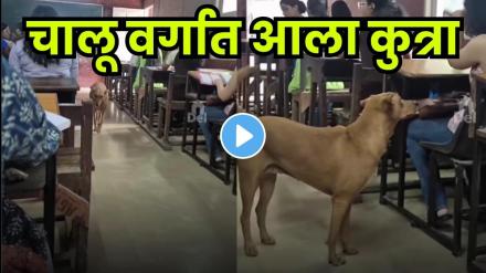 Stray dog casually seen strolling inside a Delhi University classroom goes viral online.