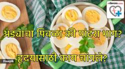 अंड्याचा पांढरा की पिवळा भाग आरोग्यासाठी चांगला? अंड्यामुळे उद्भवतो का हृदयरोगाचा धोका? काय सांगतात तज्ज्ञ?