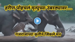 वाहत्या पुरात अडकलेलं हरीण पोहचलं मृत्यूच्या उंबरठ्यावर तेवढ्यात हत्ती आला अन्…. हृदयाला भिडणारा Video Viral