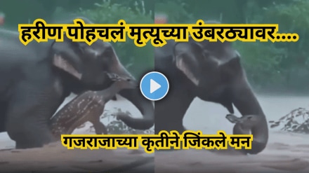 elephant save dear elephant save dear