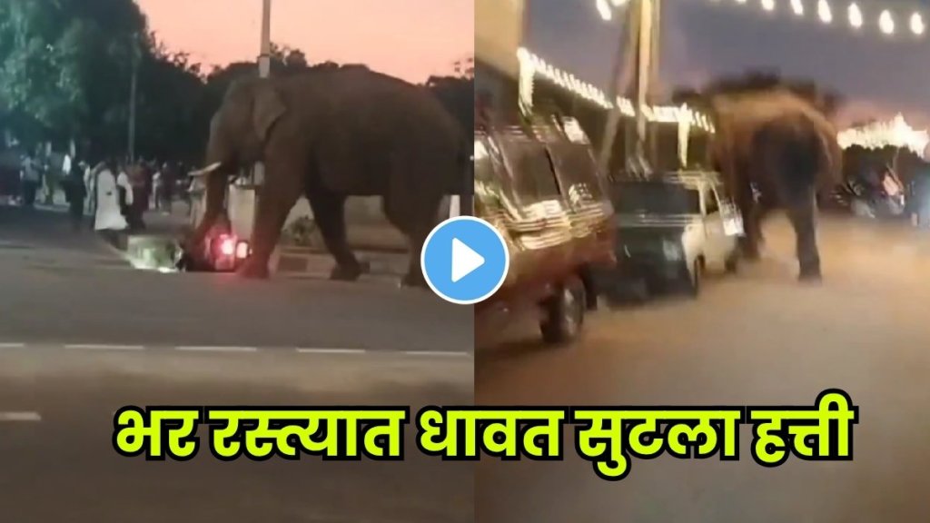Elephant running wildly on the main road; locals stunned Elephant running wildly on the main road; locals stunned