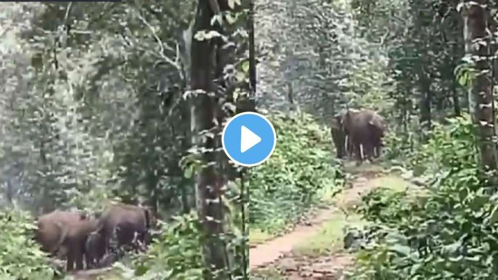 Elephants obey forest officer and return to the jungle. Elephants obey forest officer and return to the jungle.