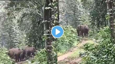 Elephants obey forest officer and return to the jungle. Elephants obey forest officer and return to the jungle.