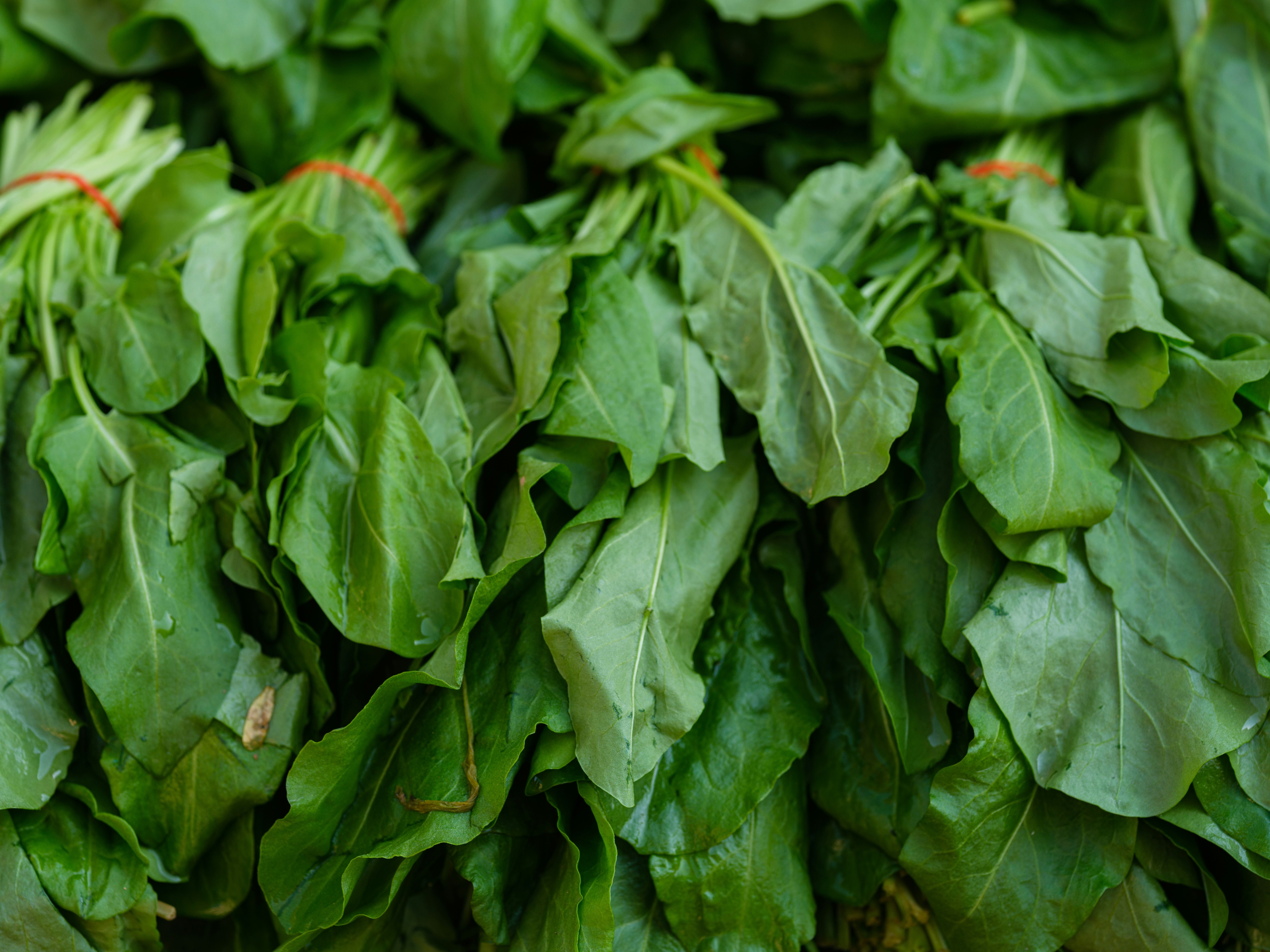 Fresh green spinach leaves that improve gut health naturally
