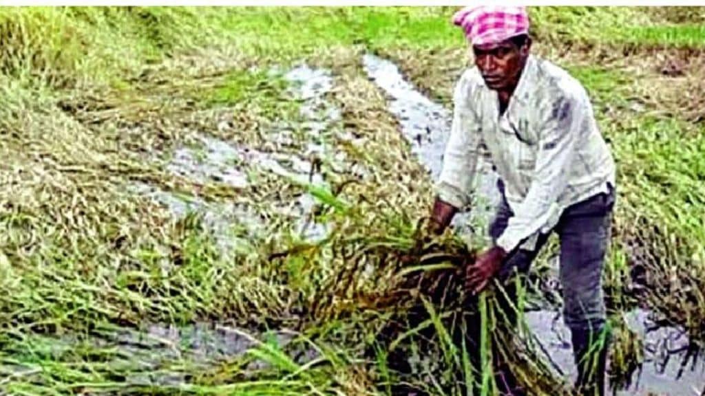unseasonal rain damages paddy crop on one lakh hectares in maharashtra