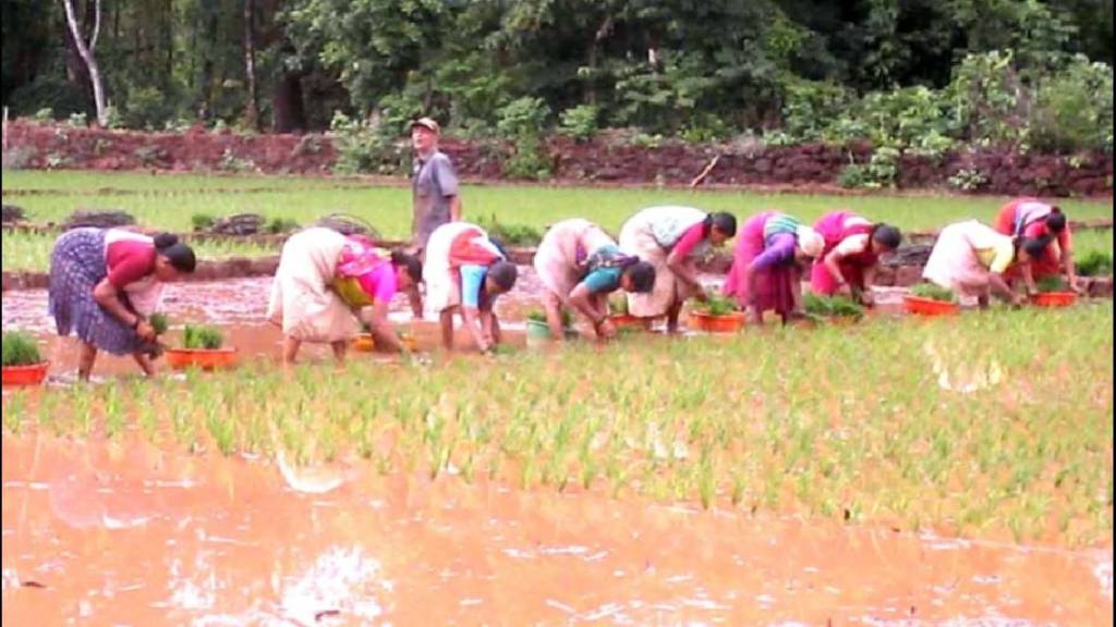 Heavy rains cause major damage to rice and gram crops Heavy rains cause major damage to rice and gram crops