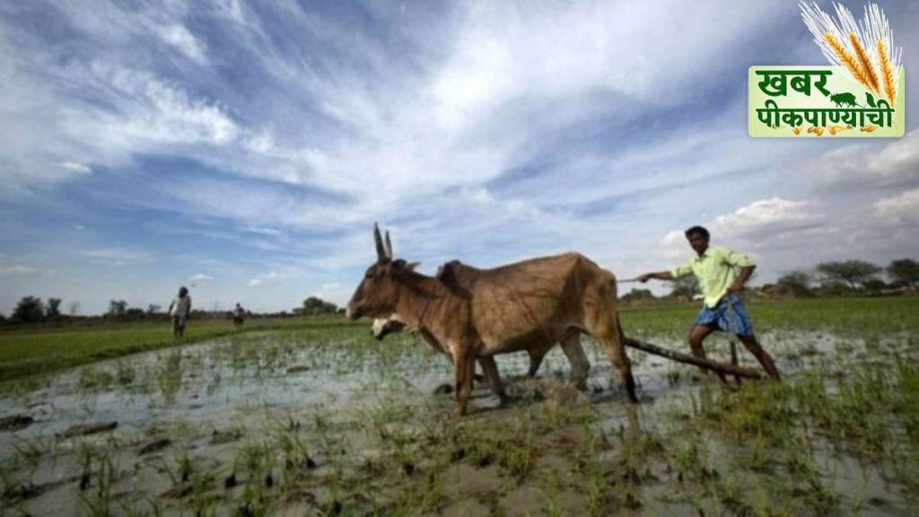 Farmers' worries increased due to prolonged rains and missing winter Farmers' worries increased due to prolonged rains and missing winter