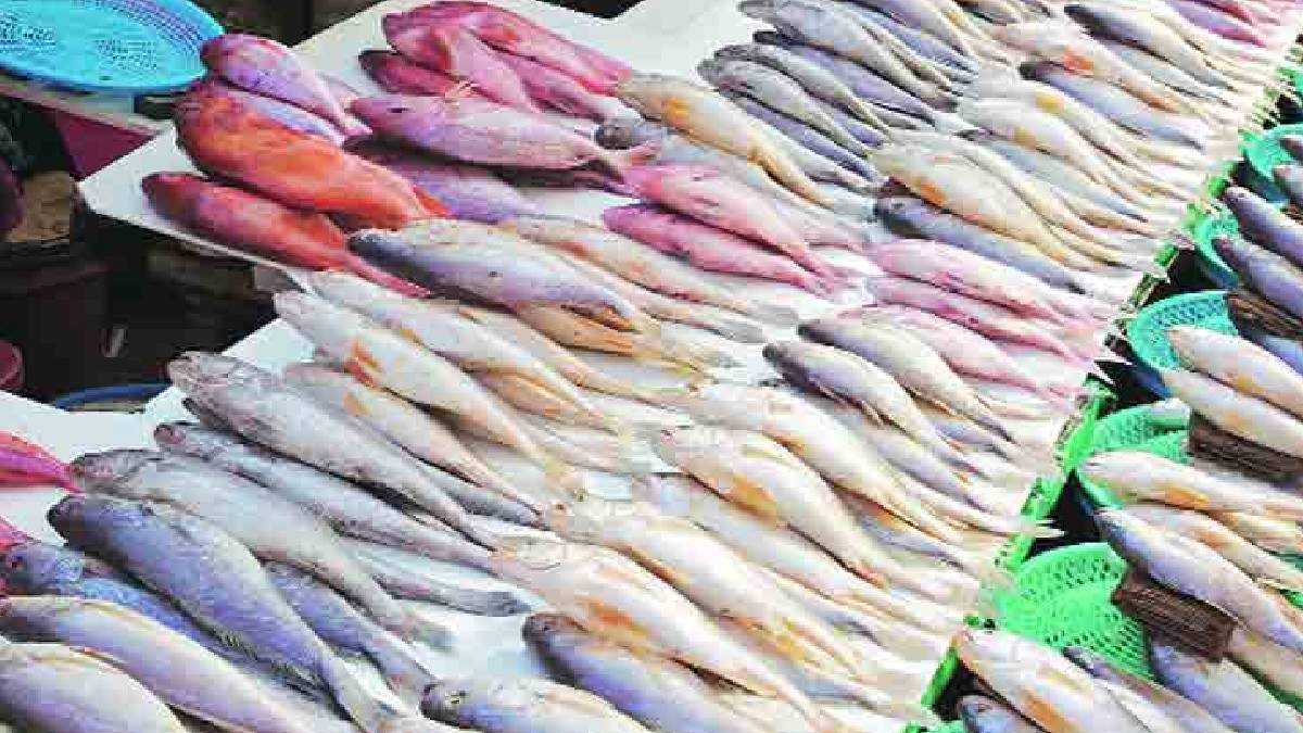 Mumb Fish ताटात आता मोठेच मासे; शासनाकडून माशांचे आकारमान निश्चित - Marathi News ...
