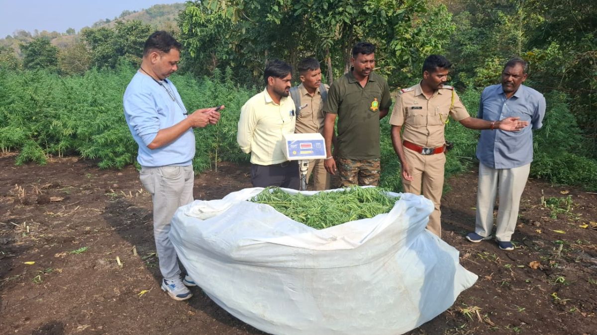 Anti Narcotics Task Force : गांजासदृश्य वनस्पतीची शेती उध्वस्त….तब्बल ...