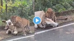 थरारक! बिबट्याने जबड्यात पकडली गायीची मान…..भयावह हल्ल्याचा Video Viral