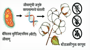 BT crops, Bacillus thuringiensis, pest-resistant crops, genetically modified crops, BT cotton benefits, natural pest control, agricultural biotechnology, crop protection methods, BT gene technology,