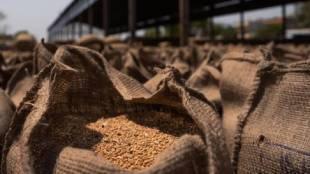 Illegal transportation of grain once again in Surgana