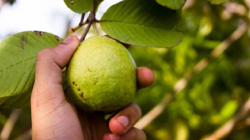 gvavha-fruit-has-more-protein