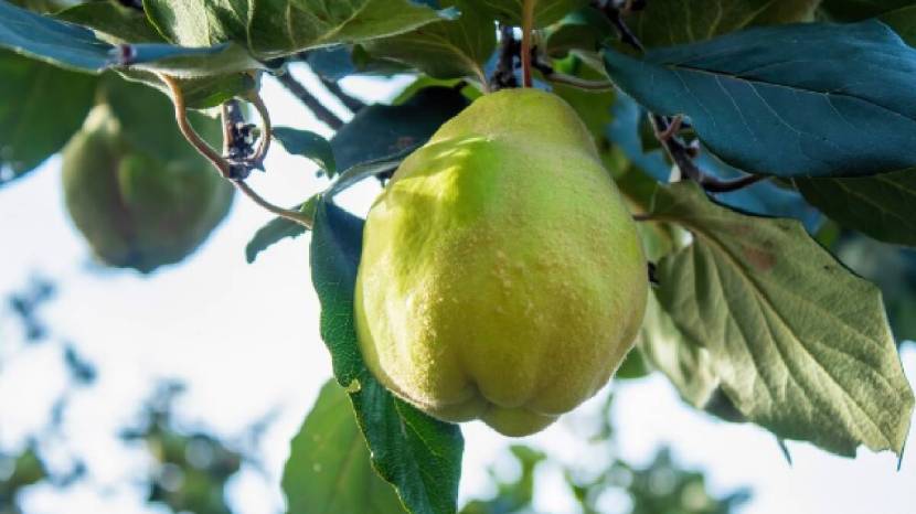 health-benefits-of-gvavha